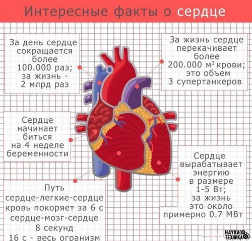 Цитаты о сердце орган Цитаты о сердце орган