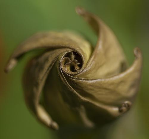 Золотая спираль ФИБОНАЧЧИ. Спираль Фибоначчи: фото, построение спирали Фибоначчи