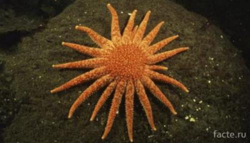 Интересные факты о морской звезде. Факты о морской звезде