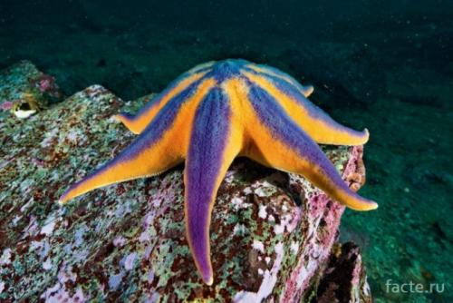 Интересные факты о морской звезде. Факты о морской звезде