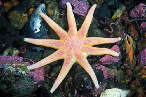 Интересные факты о морской звезде. Факты о морской звезде