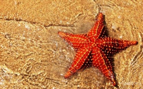Интересные факты о морской звезде. Факты о морской звезде
