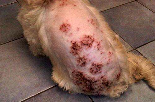 Ивермектин мазь для собак. О данном средстве + противопоказания и побочные эффекты