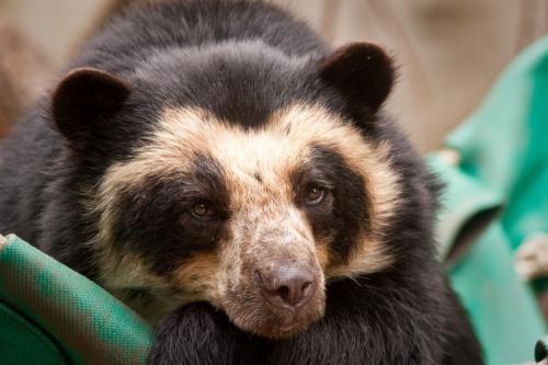 Факты о медведях. 50 интересных фактов о бурых медведях