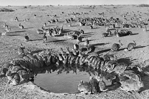 Интересные факты о кроликах. Интересные факты о кроликах