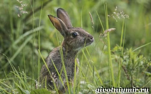 Про зайца. Особенности и среда обитания зайца русака