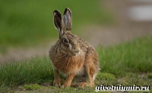 Про зайца. Особенности и среда обитания зайца русака