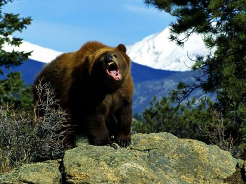 Факты о медведях. 50 интересных фактов о бурых медведях