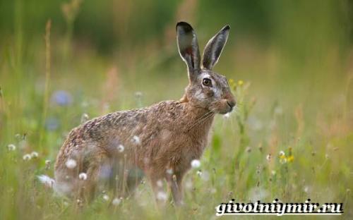 Про зайца. Особенности и среда обитания зайца русака