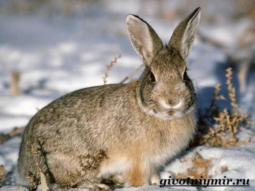 Про зайца. Особенности и среда обитания зайца русака