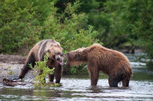 Факты о медведях. 50 интересных фактов о бурых медведях