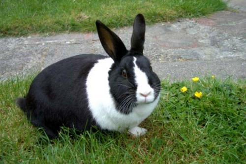 Интересные факты о кроликах. Интересные факты о кроликах