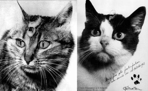 Кот в космосе. Первая кошка в космосе