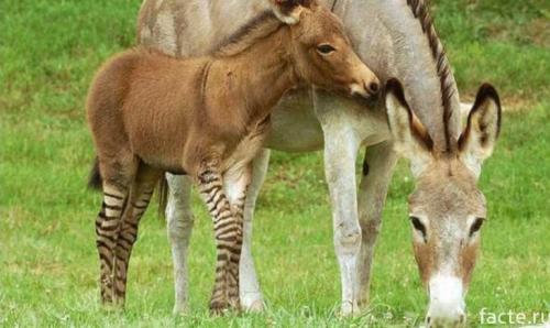 Великие заблуждения ученых