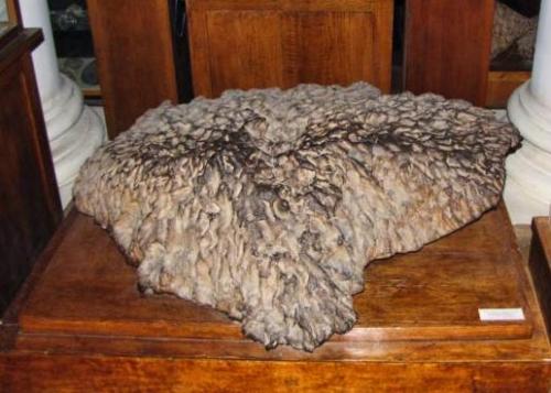 Откуда берутся метеориты. ОБЩИЙ ВИД И РАЗМЕРЫ МЕТЕОРИТОВ