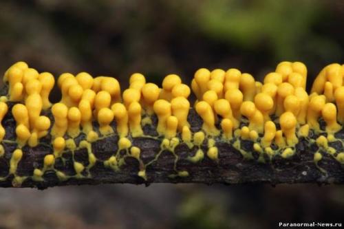 Тошуки накагаки эксперимент. Грибы обладают интеллектом?