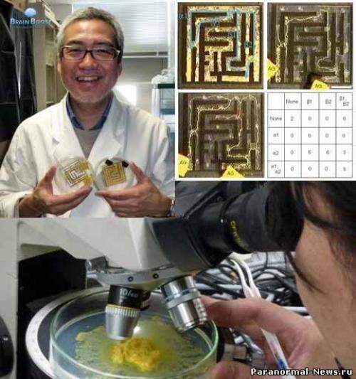 Тошуки накагаки эксперимент. Грибы обладают интеллектом?