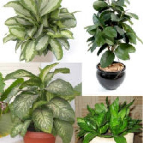 Цветок здоровья. Растения – целители