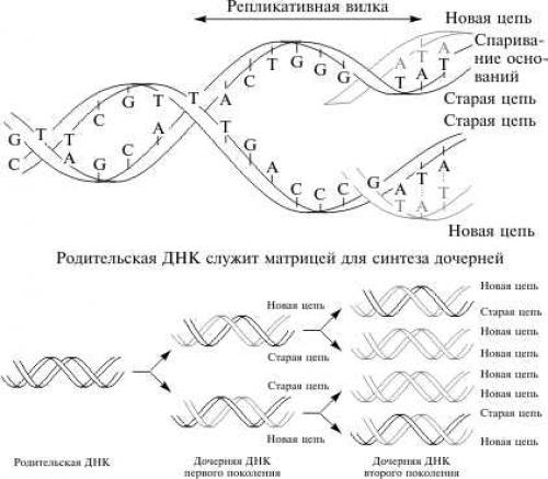 Репликация ДНК. Процесс репликации ДНК