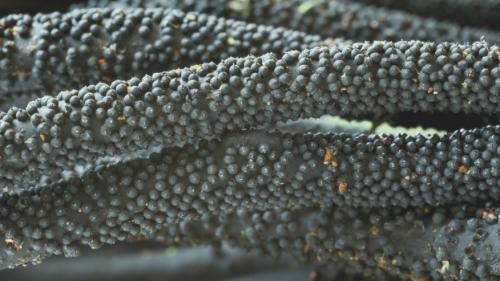 Грибы в тропиках. Фотографии редких и неизвестных грибов в тропических лесах Эквадора