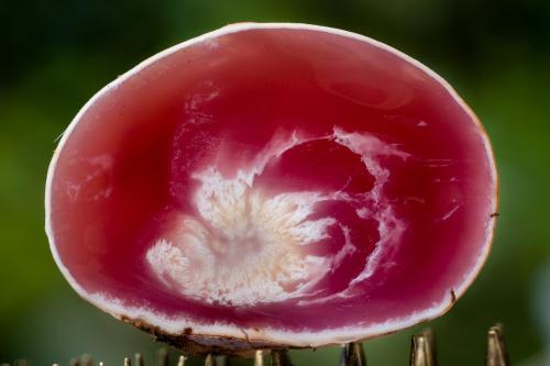 Грибы в тропиках. Фотографии редких и неизвестных грибов в тропических лесах Эквадора