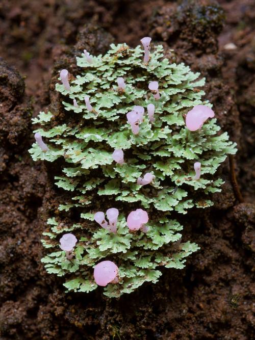 Грибы в тропиках. Фотографии редких и неизвестных грибов в тропических лесах Эквадора