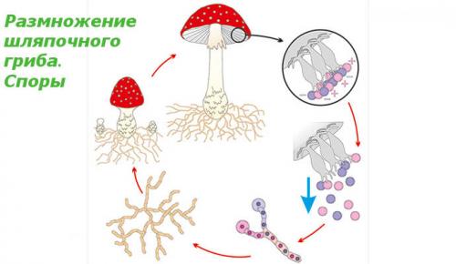 Сообщение про грибы. О грибах