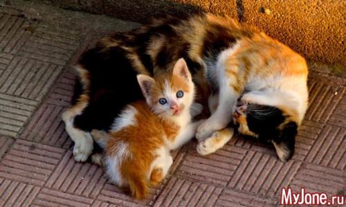 Нелюбовь к животным. Когда любовь к животным становится патологией…