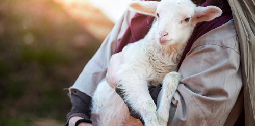 Животных люблю больше чем людей. Грешно ли любить животных больше, чем людей?