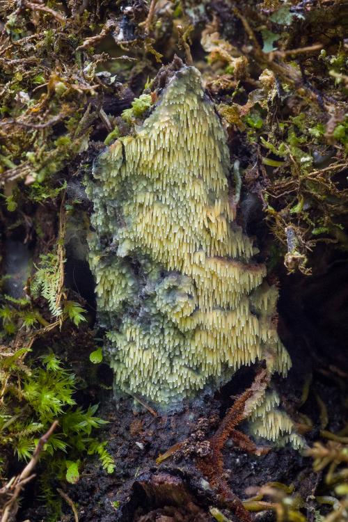 Грибы в тропиках. Фотографии редких и неизвестных грибов в тропических лесах Эквадора