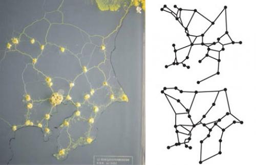 Тосиюки Накагаки 2008 Nature. Плесневый гриб сам воспроизвёл оптимальную карту токийской железной дороги