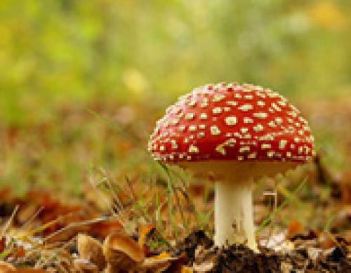 Тосиюки Накагаки. О чём думают грибы?