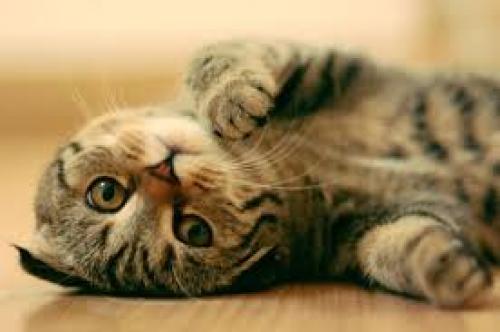 Люблю животных цитаты. Цитаты о животных