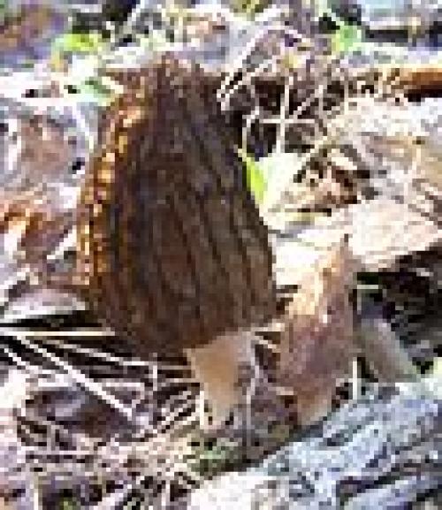 Нешляпочные грибы. Шляпочный гриб