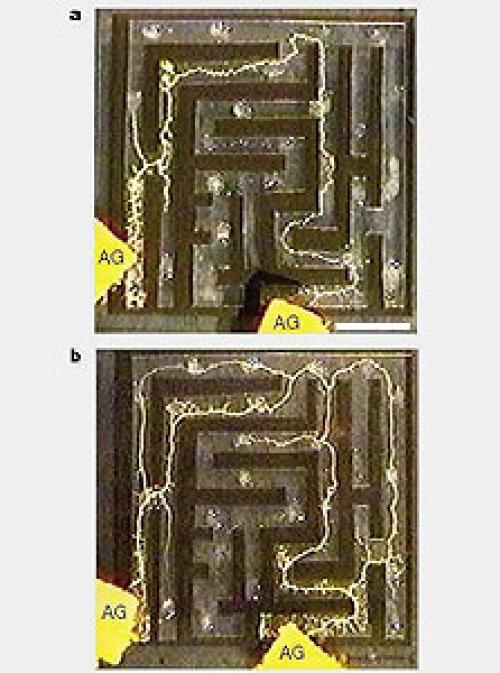 Тосиюки Накагаки. О чём думают грибы?