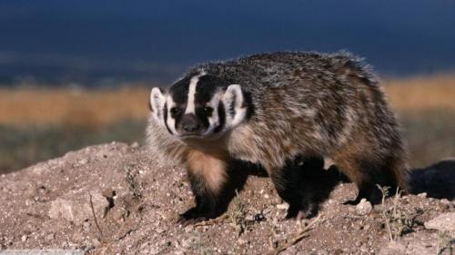 Связь биосферы с космосом обеспечивает функция живого вещества. Живое вещество. Функции живого вещества биосферы