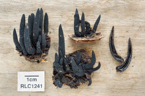 Грибы в тропиках. Фотографии редких и неизвестных грибов в тропических лесах Эквадора