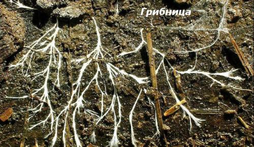 Сообщение про грибы. О грибах