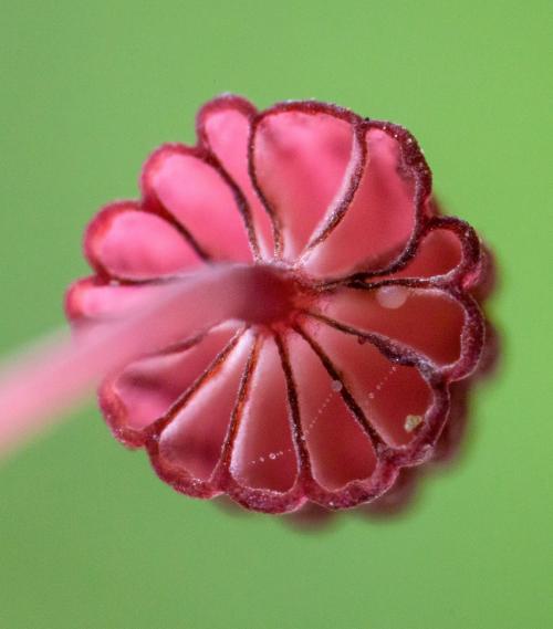 Грибы в тропиках. Фотографии редких и неизвестных грибов в тропических лесах Эквадора