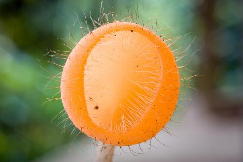 Грибы в тропиках. Фотографии редких и неизвестных грибов в тропических лесах Эквадора