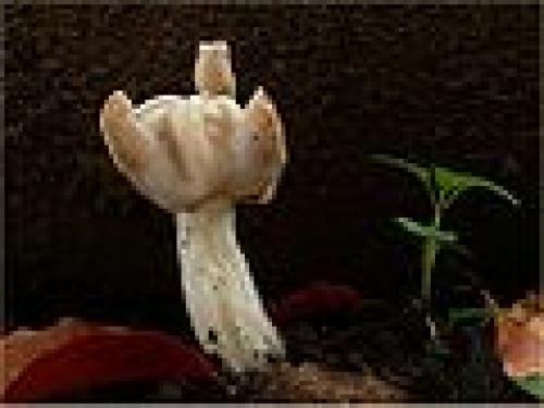 Нешляпочные грибы. Шляпочный гриб