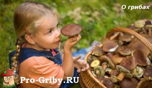 Сообщение про грибы. О грибах