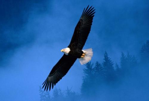 Почему люди не летают?