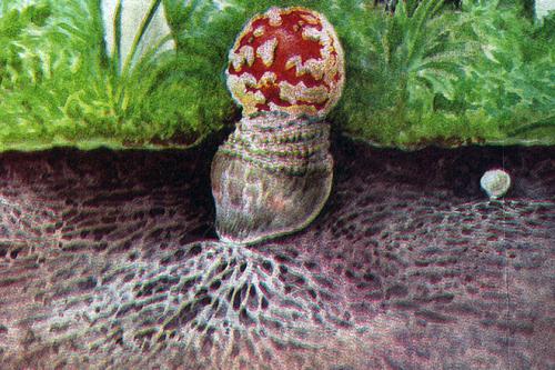 Интересное про грибы. Интересные факты о грибах