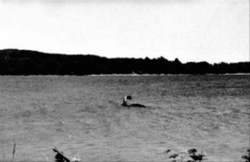 Чудовище шамп. Шамп – загадочное чудовище озера Шамплейн