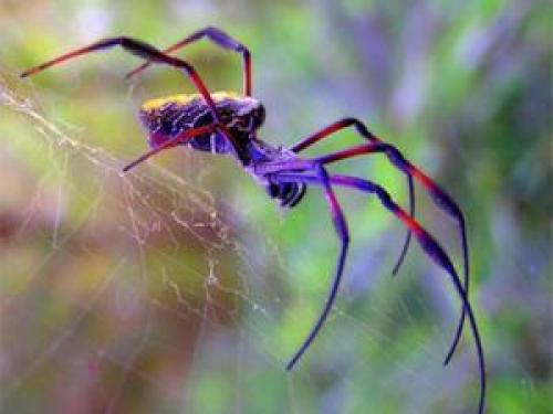 Почему паук не насекомое для детей. Пауки это насекомые или нет?