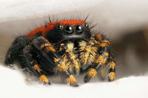 Почему паук не насекомое википедия. Паук – это насекомое или нет? Основные отличия