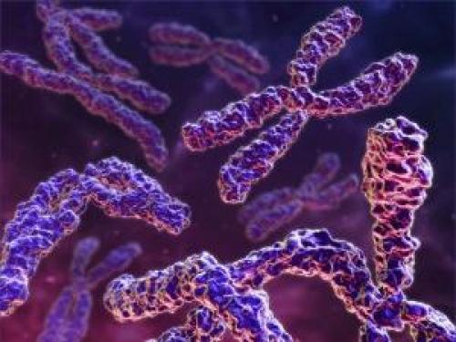 Генофонд – это основная ценность человечества