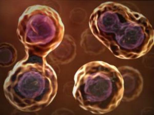 Генофонд – это основная ценность человечества