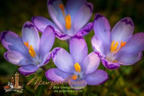 Шафран это. Что такое шафран?